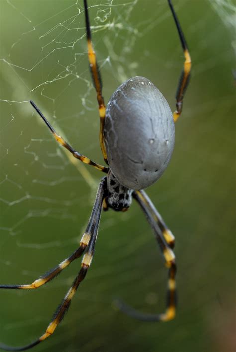 Common Garden Orb Weaver Spider Bite | Fasci Garden