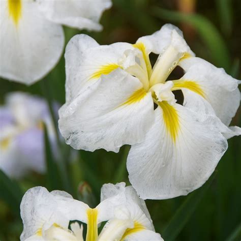 Iris Ensata Diamant Iris Du Japon à Grandes Fleurs Blanches Coeur