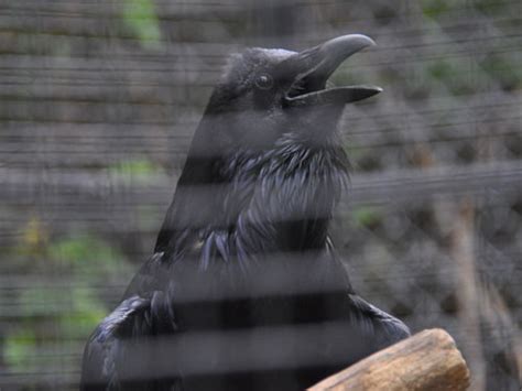 Corvus Corax Raven In Zoos
