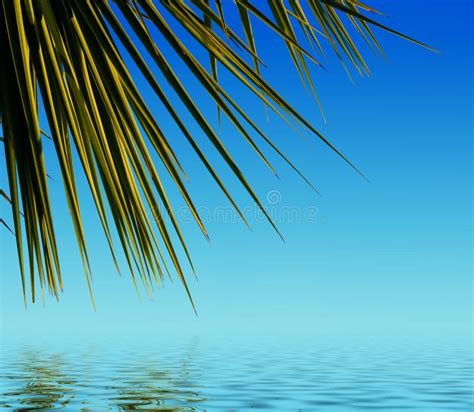 Palm Leaves Reflected In Water Stock Photo Image Of Leaf Idyllic