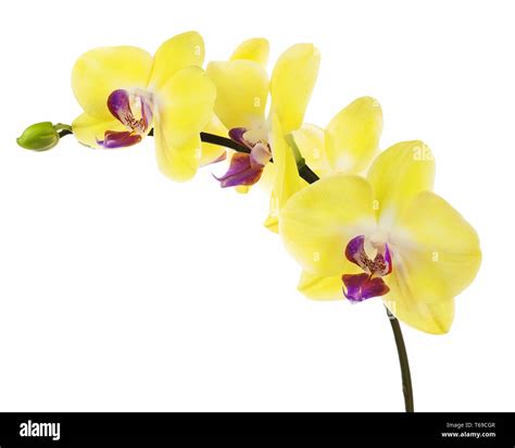 Blooming Twig Of Yellow Purple Orchid Isolated On White Background