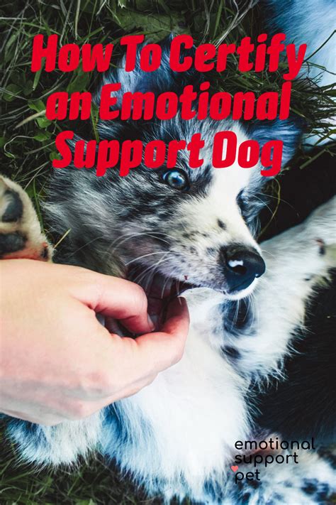 How To Certify An Emotional Support Dogs — The Ultimate Guide | Support dog, Emotional support 