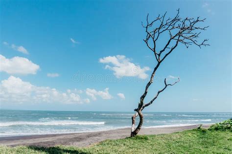 large waves crashing in sand beach on bali island in indonesia with tree on a center stock image