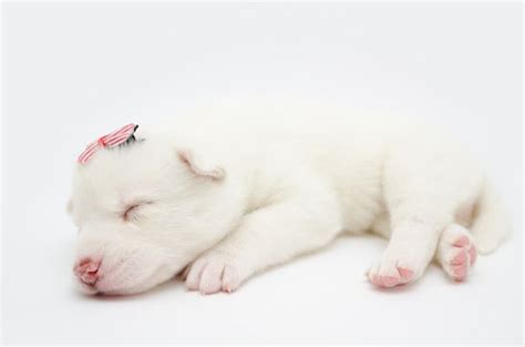 The most common colors are black and white, gray and annual cost of owning a siberian husky puppy. Siberian Husky Colors