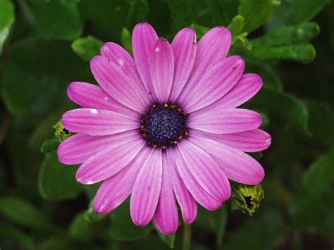 Purple Daisy Free Stock Photo Freeimages