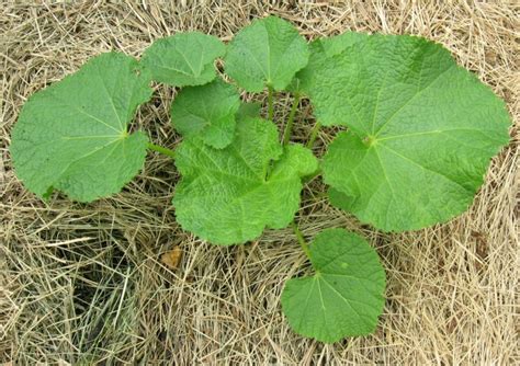 Spikes form on this with conspicuous, large flowers in many beautiful colors. Hollyhocks