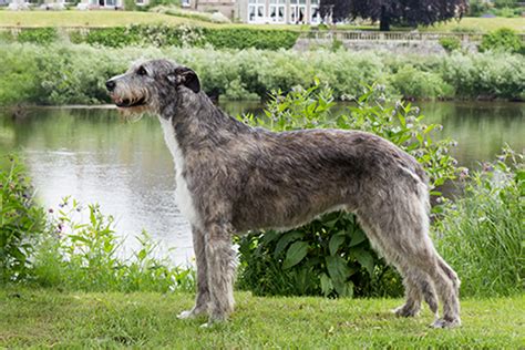 Irish Wolfhound Breeds A To Z The Kennel Club
