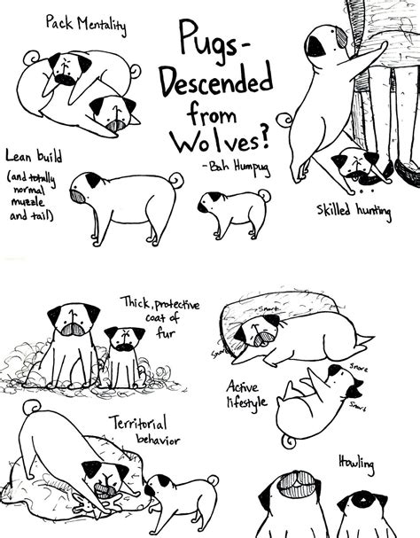 Bah Humpug Pugs Descended From Wolves With Images Pugs Pugs