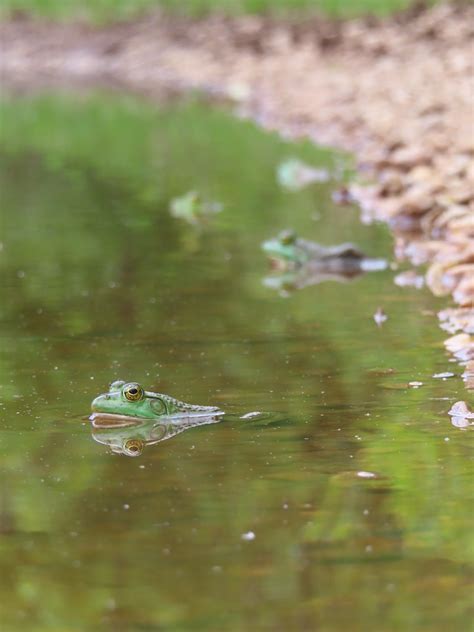 American Bullfrogs Lithobates Catesbeianus Patuxent Rese Flickr