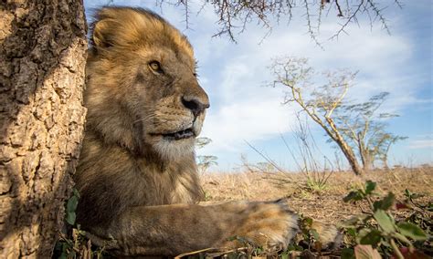 Lion killing in Tanzania reduced by installation of 'living wall' fences | Environment | The ...