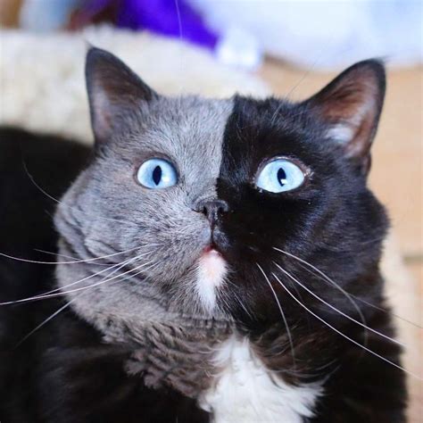 The Cat With Split-Colored Face Becomes a Father To Kittens In Each Of