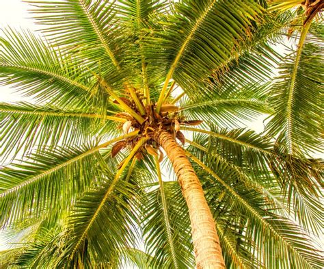High Beautiful Palm Trees Clear Sky The Sand The Warm Tropics