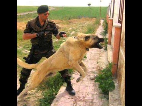 shepherd boz dogs sivas kangal turkish anatolian shepherd big dogs youtube