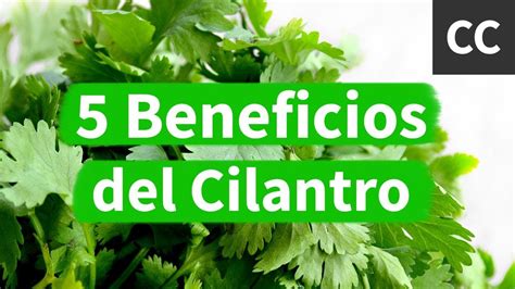 5 Beneficios Del Cilantro Ciencia De La Comida YouTube