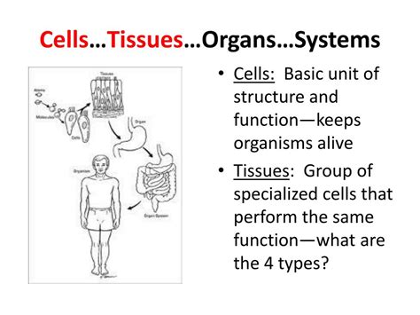 Ppt Organ Systems And Homeostasis Powerpoint Presentation Id245222