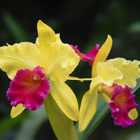 A Comprehensive Guide To Orchids Flower Power