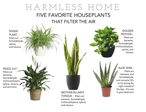 Filterplantstiff 1600×1236 Indoor Air Purifying Plants Best Indoor