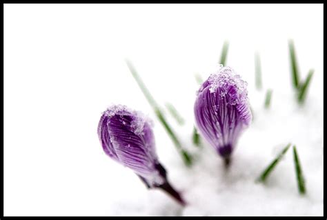 Snow Flowers Christine Flickr
