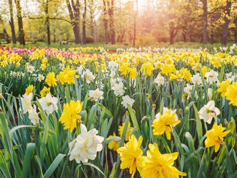 Is Now A Good Time To Plant Daffodil Bulbs Garden State Bulb King