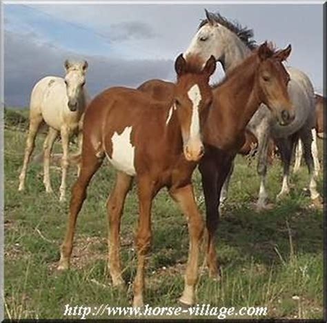 images  barbsberbermoroccan horses  pinterest preserve morocco  spanish