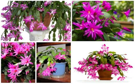 Christmas cactus, on gardening solutions, from the university of florida's center for land use efficiency. Tips for Growing Thanksgiving, Christmas and Easter Cactus ...