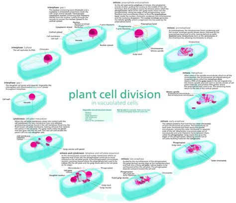 Difference Between Plant And Animal Cell Division Characteristics