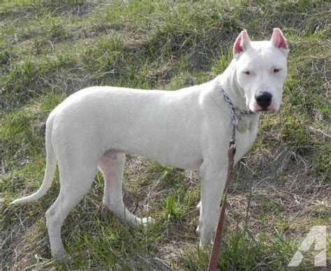 Dogo Argentino Temperament Lifespan Shedding Puppy