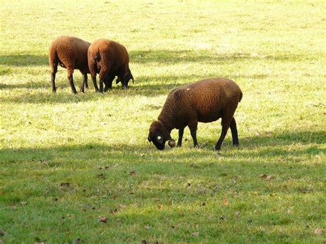 Free Images Grass Meadow Animal Wildlife Herd Pasture Grazing