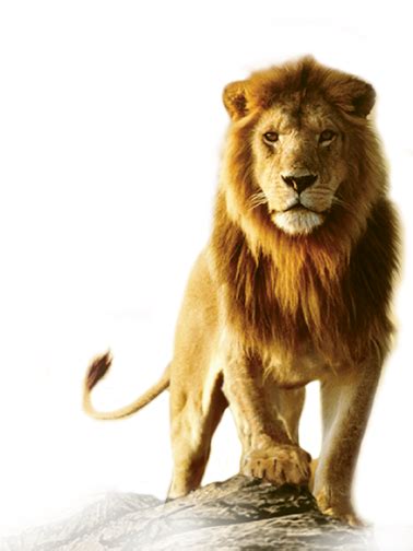 Collection Of Hq Lion Png Pluspng