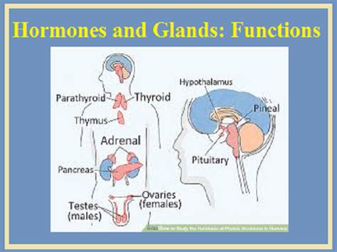 Glands And Hormones In Human Body In 2020 Hormones Glands Exocrine Gland
