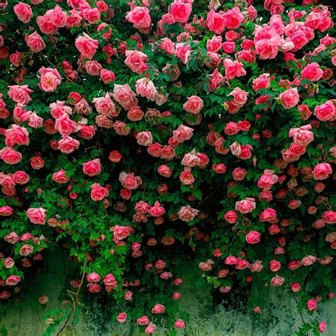 Guess How Many Rose Species There Are In This Sw China Garden Cgtn