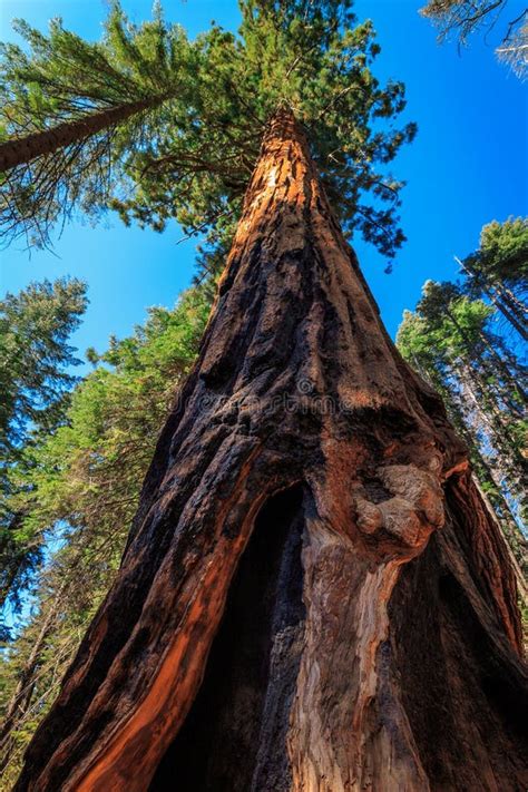 Looking Up At The Giant Sequoia Yosemite National Park California
