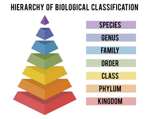 How Did Humans Begin To Classify And Name All Of Life On Earth •