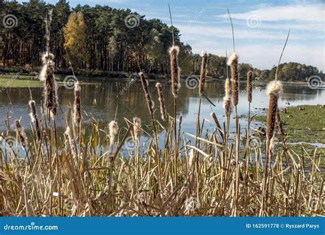 Dry Cattails Bulrush On The Bank Of The Pond With Seeds Spread By The