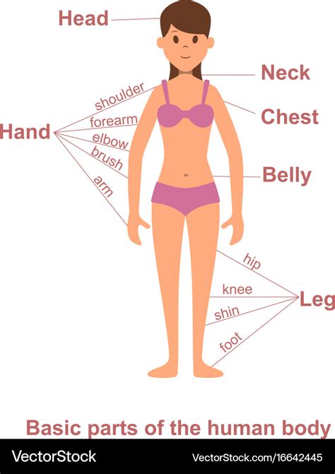 Main Parts Of Human Body On Female Figure Vector Image