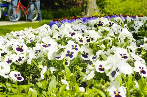 Wenn sie ihrem grasnarbe gartenpflanzen hinzufügen möchten, vorschlagen wir ihnen, sich dieses paar leicht verständliche bücher zu diesem thema über. Garten-Stiefmütterchen (Viola wittrockiana) im Berliner ...