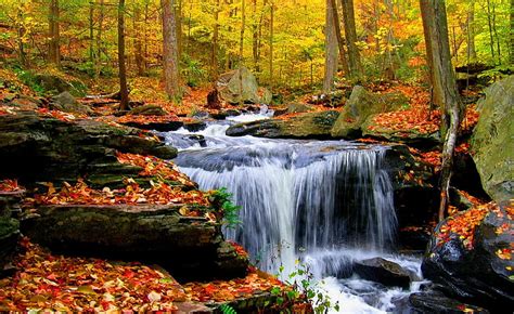 Forest Creek Forest Stream Fall Quiet Autumn Lovely Falling