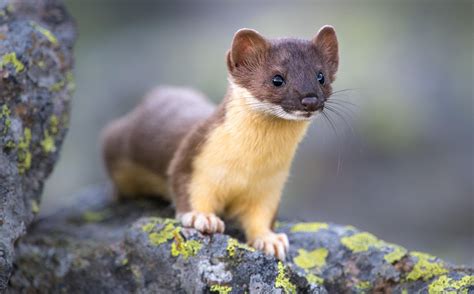 This Long Tailed Weasel Surprised Me While I Was