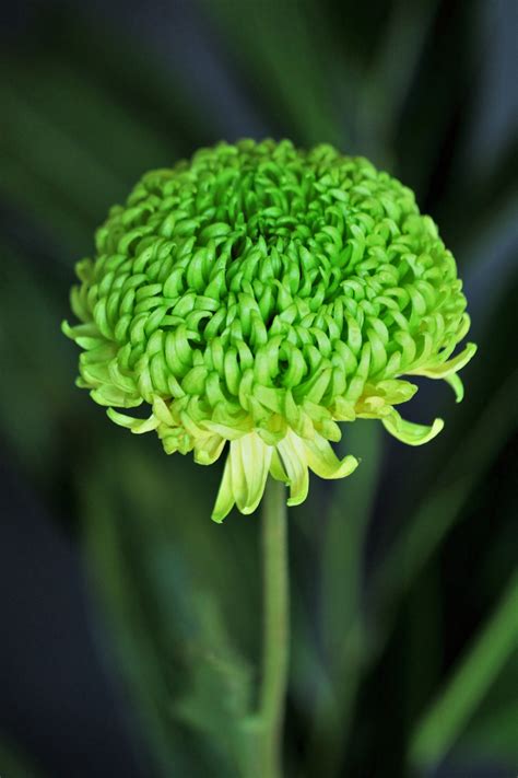 Grüne Chrysanthemen Nahaufnahme Kostenloses Stock Bild Public Domain