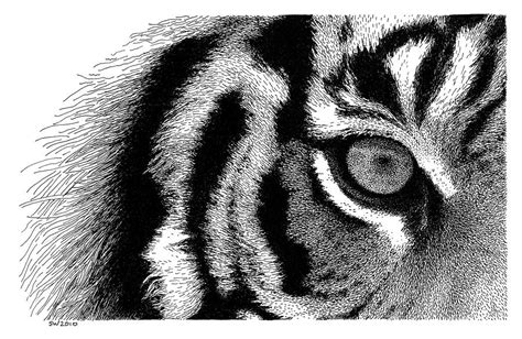 Eye Of The Tiger Drawing By Scott Woyak