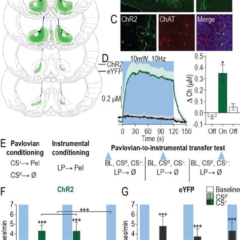 optical stimulation of nucleus accumbens cholinergic interneurons download scientific diagram