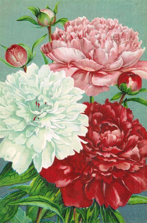 Antique Images Vintage Flower Clip Art Pink Red And