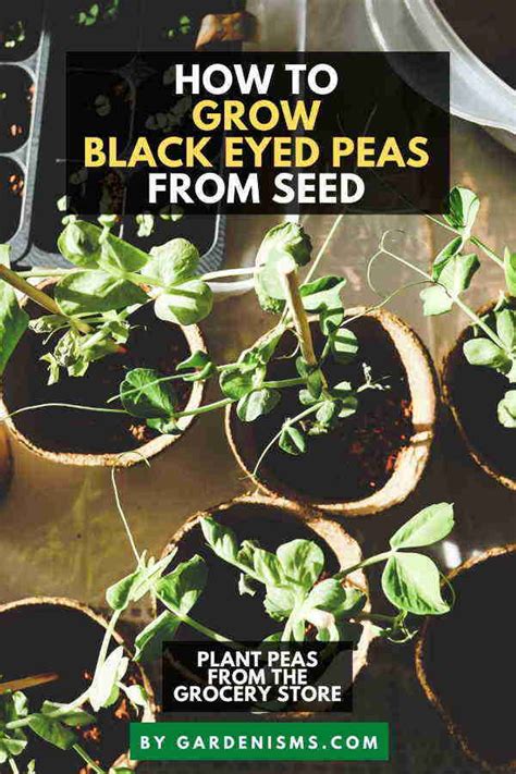 How To Grow Black Eyed Peas From Seed Guide Gardenisms