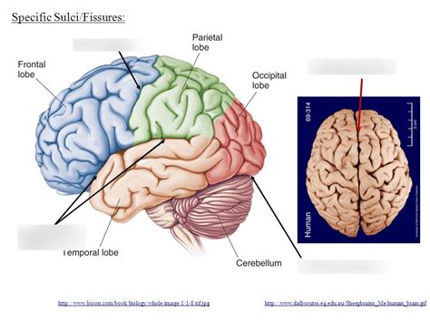 Brain Fissures Diagram Quizlet