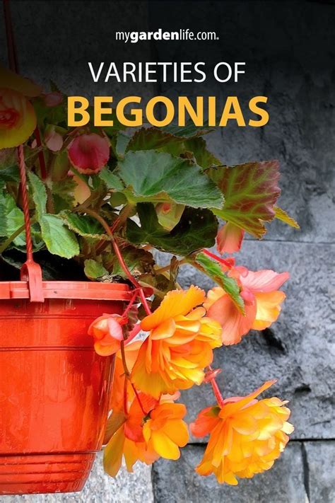 6 Types Of Begonias Mygardenlife In 2023 Begonia Shade Flowers