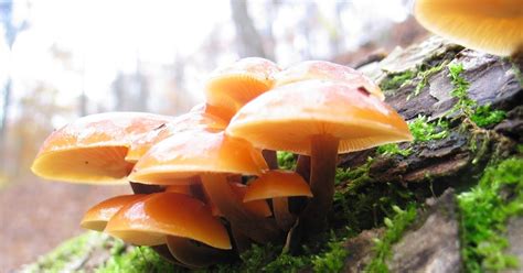 Mid Missouri Morels And Mushrooms Fall Mushrooms Are On Their Way