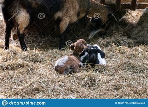 Two Cute Baby Goats Sitting On Straw Bedding Stock Photo Image Of