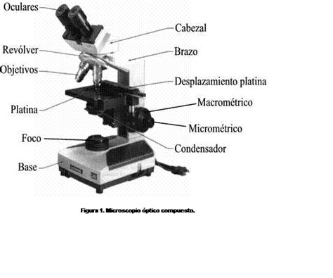 Normál posta rés todas las partes de un microscopio y sus funciones