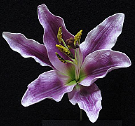 purple tiger lily flower who love purple this brand new tiger lily may be a good flower