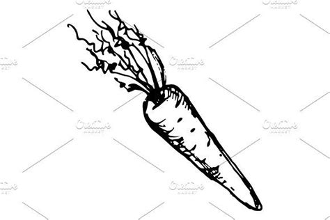 Carrot vegetable sketched art vector | Vegetable sketch, Carrot vegetable, Carrot illustration